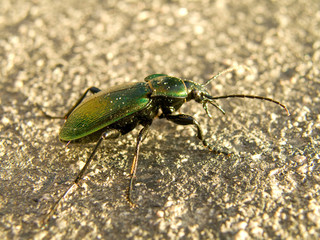 Big beetle