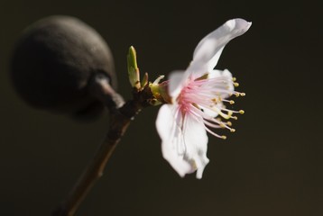 Closeup of an almond blossom with black background