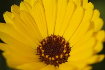 Detail of a yellow flower