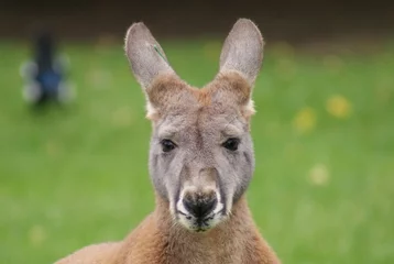 Papier Peint photo autocollant Kangourou Agile Wallaby