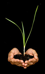Hands with a sedge plant