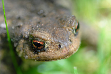 Tête de crapaud