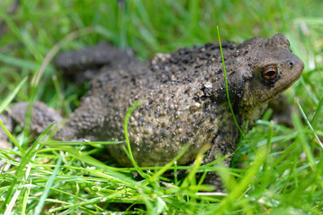 Crapaud dans l'herbe