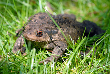 Crapaud