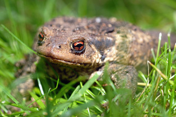 Regard de crapaud