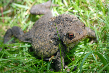Crapaud à l'affût