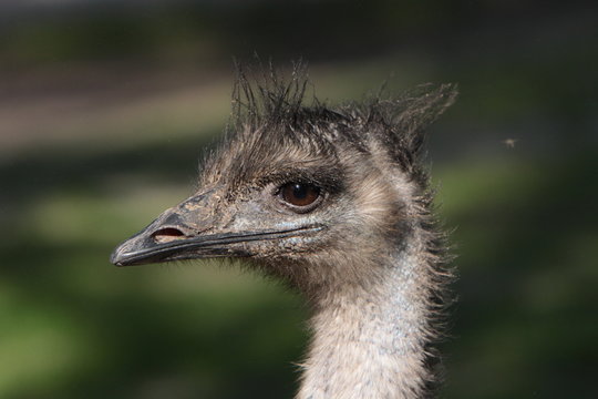 Emu-Porträt