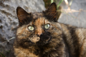 Gatta calico