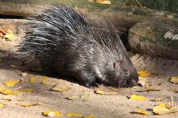 Junges Stachelschwein