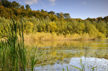 Obraz premium Pond in the forest