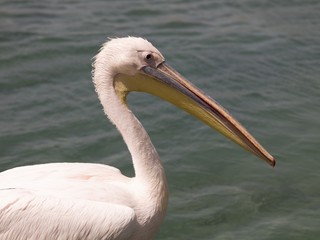 White pelican..
