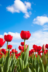 Obraz premium Red tulips on blue sky