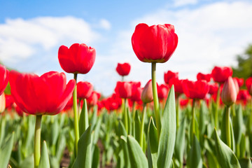 Red tulips on bly sky with clouds