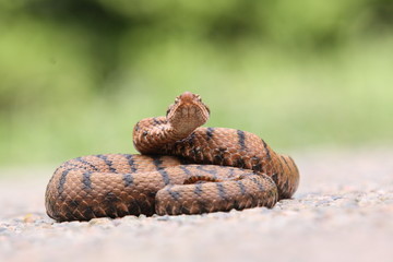 vipere sur la deffensive