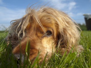 Cocker Spaniel #7