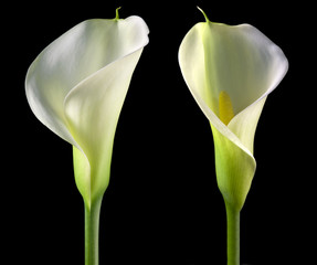 calla bianca