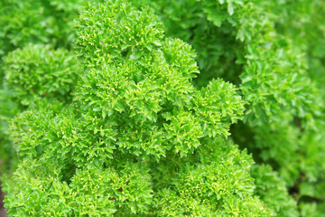 Parsley