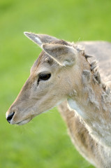 Cerbiatto