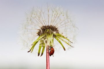 environnement protéger écologie printemps coccinelle fleur tige