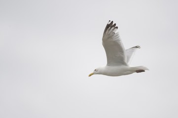 Lake of the Woods, Ontario, Canada; Gulls over the lake