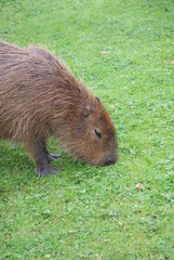 Capybara