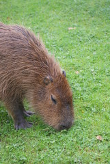 Capybara