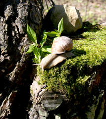Creep snail on a background green moss and stone