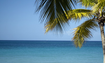 Fototapeta na wymiar Palm Tree at the Ocean