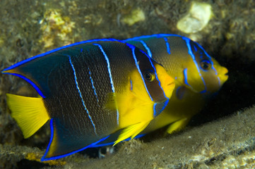 Juvenile Blue Angelfish-Holocanthus bermudensis