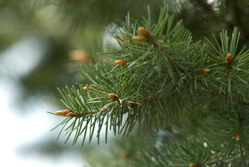 Naklejka na ściany i meble Close-up of pine branches