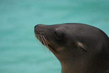 Obraz premium California Sealion - Side Profile