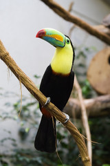 Colorful toucan