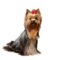 YOUNG MALE OF THE YORKSHIRE TERRIER ISOLATED ON WHITE BACKGROUND