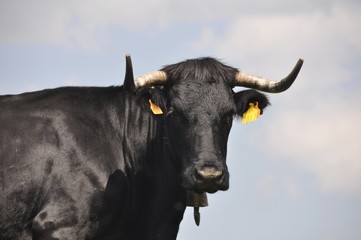 mirada del toro