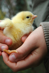 poussin et enfant © vipaladi