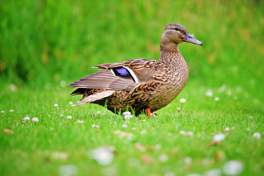 A view of a duck on a field