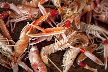 langoustines