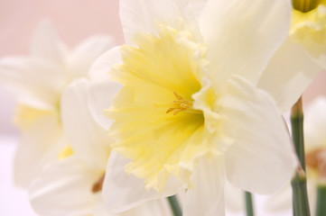 Fototapeta na wymiar Close up of white daffodils