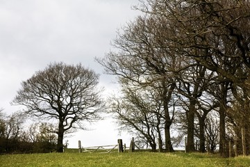 Obraz premium Bare branches, Derbyshire, England