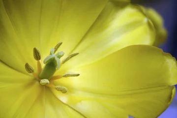 Foto auf Alu-Dibond Mitte einer gelben Tulpe © Vibe Images