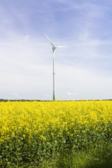 Windturbine in a rape field