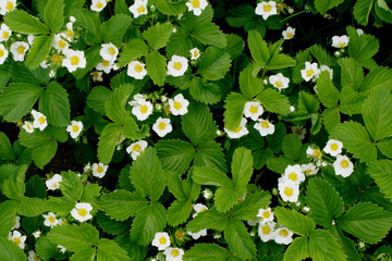 Obraz premium Promesses de fraises