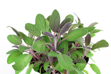 Purple Sage Plant