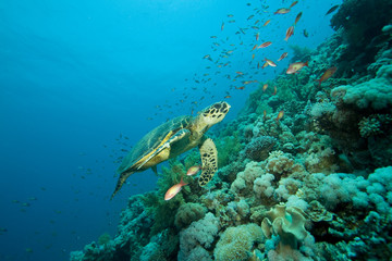 Naklejka na ściany i meble Turtle and coral reef