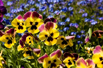 Printed kitchen splashbacks Pansies pansies - viola tricolor