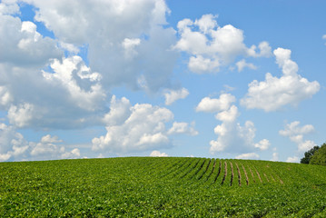 Fototapeta na wymiar Field of Green Beans