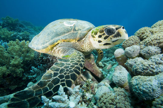 Hawksbill Turtle rests on Coral Reef while feeding