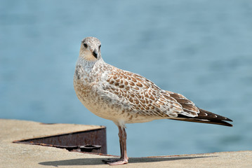 Seagull