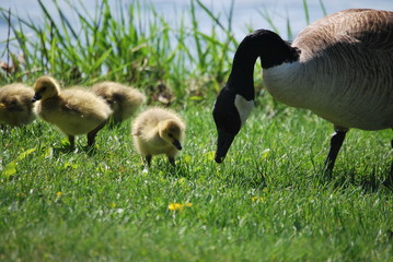Goose and goslings