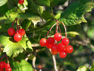 The snowball tree or arrow- wood(Viburnum)